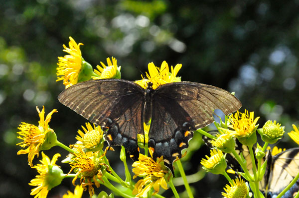 Spicebush Swallowtail Butterfly